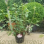 Hydrangea paniculata Vanille Fraise 70/80cm 10 litre