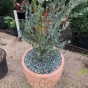 Ready Potted Large Eucalyptus Tree 44cm Hyde Aged Effect Terracotta Planter.