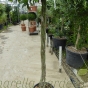 Bay Tree Full Standard Plaited Stem 170cm 60/65cm Head