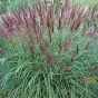 Miscanthus Red Chief