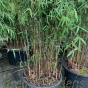 Bamboo Fargesia Jiuzhaigou Number 1, large plants in 35 litre pots.