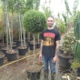 Large 3/4 Standard Ligustrum Plants 60cm+ Head. Stem 105/110cm. 45 Litre.