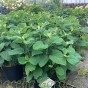 Large Hydrangea Arborescens 'Incrediball' Two Size Options