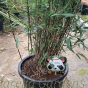 Black Cherry Bamboo Fargesia Jiuzhaigou 4 100/120cm 10 Litre 