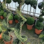 Ilex Crenata Spiral Topiary Japanese Holly 150cm. 25 Litre