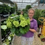 Hydrangea Magical 4 Seasons ' Noblesse' Extra Large 10 Litre,