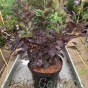 Cotinus Coggygria Royal Purple Large Plants. 10 Litre