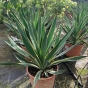 Hardy Outdoor Yucca Gloriosa Variegata 3 litre