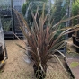 Phormium New Zealand Flax Rainbow Queen 15 Litre. 100/125cm