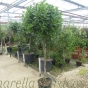 Platted Stem Bay Trees by Charellagardens 