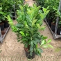 Prunus Laurocerasus Rotundifolia 6.5 Litre 80/100 Bushy Plants