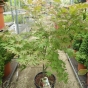 Large Acer palmatum Ariadne 7.5 Litre 