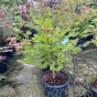 Acer Shirasawanum Aureum 60/80cm. 15 Litre