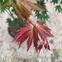 Acer Brown Sugar - New Growth