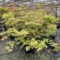 Extra Large Established Acer Palmatum Osakazuki 40 Litre. 