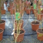 Acer Palmatum Bi Hoo. Golden yellow stem for winter and bright green for summer 