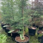 Acer Dissectum Emerald Lace, large plants by Charellagardens