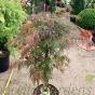 Acer Palmatum Garnet by Charellagardens