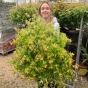 Acer Palmatum Plant Little Princess  7.5 Litre - Beautiful