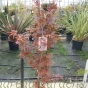 Acer Palmatum Pixie. Large plants in 12 litre pot.
