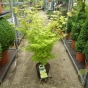 Acer Summer Gold by Charellagardens

