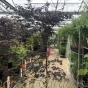 Large Acer Palmatum Red Emperor By Charellagardens