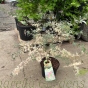Acer Palmatum Plant Taylor 80/100cm. 7.5 Litre