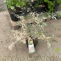 Acer Palmatum Plant Taylor 80/100cm. 7.5 Litre