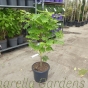 Acer Japonicum Vitifolium 60/80cm. 10 Litre