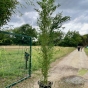 XXL Bamboo Plant Phyllostachys Aurea 300/400cm
