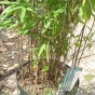 Non Invasive Black Bamboo plants. Bamboo Fargesia Black Dragon 10 Litre.