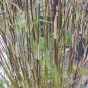 Bamboo Plants for shade Bamboo Fargesia Green Dragon. By Charellagardens