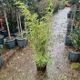 Bamboo Fargesia Robusta Campbell 7.5 Litre.