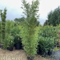 Giant Bamboo Plant Phyllostachys Aurea 250/300cm. 30 Litre