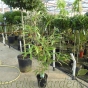 Bamboo Plants. Bamboo Pseudosasa Japonica 5 Litre by Charellagardens