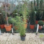 Bamboo Robusta Campbell 5 Litre 
