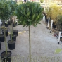 Full Standard Bay Tree 135cm ex pot. 35-40cm Head