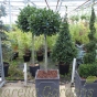 Large Head 3/4 standard bay tree 55-60cm head - 45cm Chelsea Terrace planter, not included in the price. 