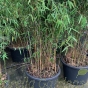 Bamboo Fargesia Jiuzhaigou Number 1, large plants in 25 litre pots.