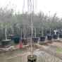 Pot grown Betula 225/250cm. 