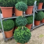 Topiary Buxus Plant Tri Ball Extra Chunky 110cm. 20 Litre
