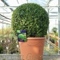 Large Buxus Topiary Box Ball 45cm Diameter 15 Litre Pot.