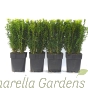 Established 2 litre Pot Grown Buxus Hedging Plants by Charellagardens.