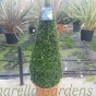 Large Buxus Pyramids 110-115cm including pot. Delivery by Charellagardens