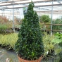 Small Buxus Pyramid Cones 5 Litre pot - Delivery by Charellagardens
