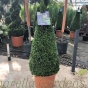 Buxus Pyramid 60cm+. Delivery by Charellagardens