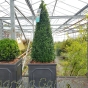 Reday potted 70cm+ Buxus Pyramid cone. In 32cm Chelsea Planter