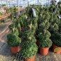 Buxus Spiral Plants Large 110-120cm. 20 Litre