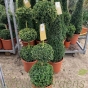 Buxus Topiary Plant. Tri ball Delivery by Charellagardns.