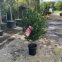 Pink Flowering Camellia Sasanqua 80/100cm. 10 Litre